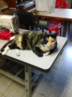 supersonicammbz's profile picture. DIOS ES TODA LA INFORMACION DEL UNIVERSO.