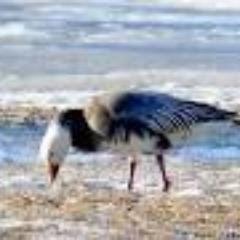 BlueGooseMall's profile picture. We strive to give the very best quality at the very best price. Most items are only one in quantity. This means – first come – first serve.