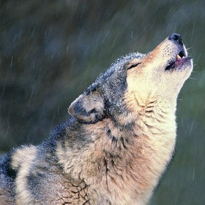 DJThe_Wolf's profile picture. Sup I'm DJ I'm a weird,funny,crazy type of guy I love to party play pranks on other wolves and eat popping candy. Whoo hoo let's paarty & eat popping candy.