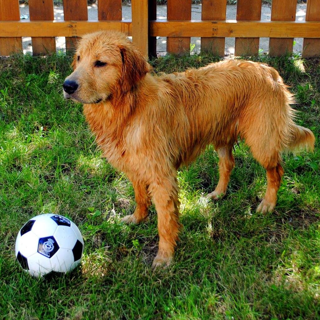 Pet Care Services in Central Ohio