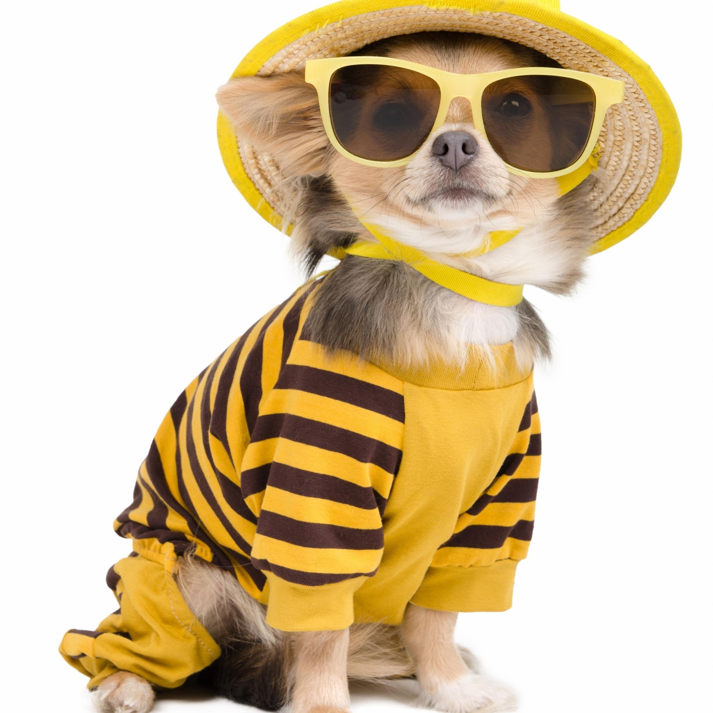 faktaguguk's profile picture. Media Diskusi dan Informasi Komunitas Penggemar Anjing di Indonesia #faktaguguk