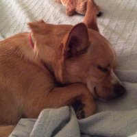 Alison T Patton (@alisontpatton) 's Twitter Profile