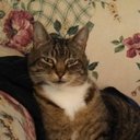 Foster Brown - @fosterbrowncat - Twitter