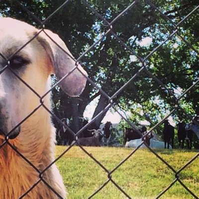 Retired civil servent. Full time party animal at @LangstonU. #HefnerGoats