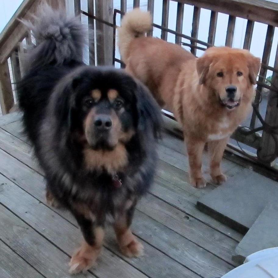 #doglover #dogsreviewdogproducts #dogtreats #dogfood  We are two Tibetan Mastiff dogs who test and write reviews about our favorite dog products!