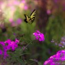 Marlene Capps - @daylilystar - Twitter