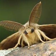 *ORIGINAL* ayyyy lmao WANTED: booty pic for header lolol snapchat: yaboythemoth ladies send selfies