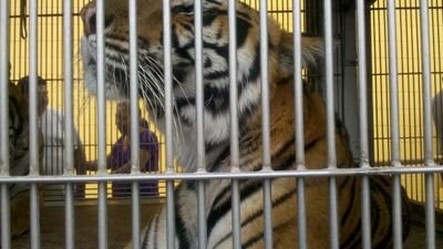 soy tigre