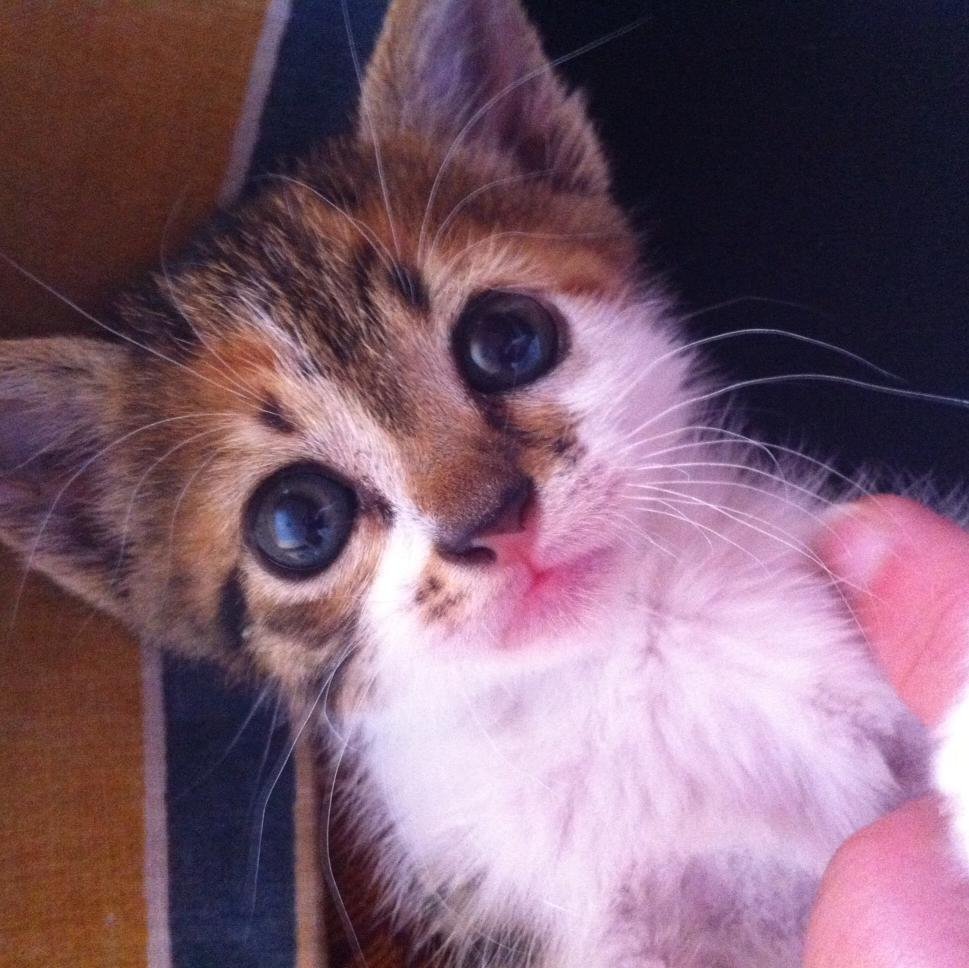 Anastasakis3's profile picture. 