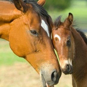 Mother and her foal | Both like being fed and playing but hate being seperated | #RP