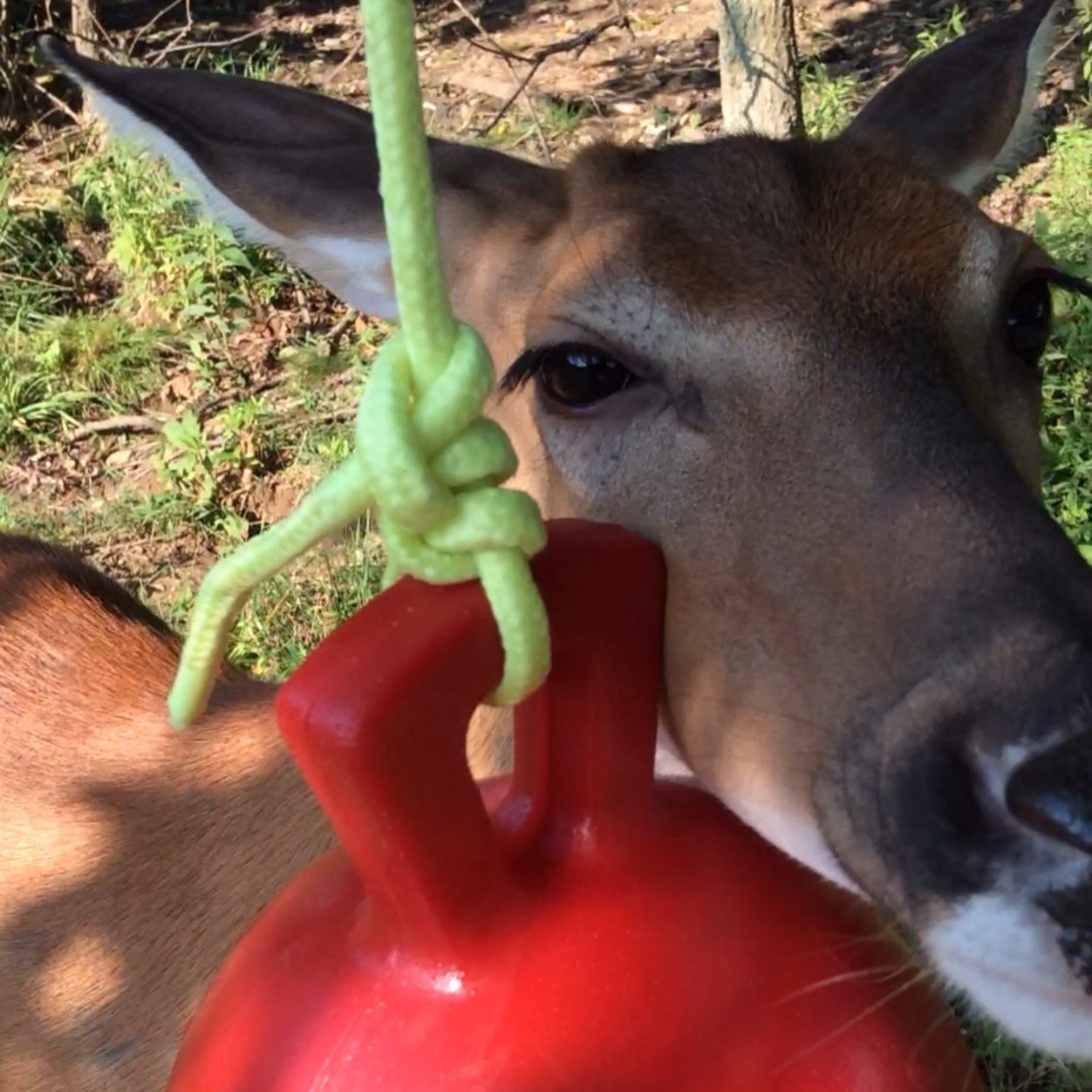 Trooper is a rescued, tame 3-legged deer. Trooper’s Law for Liberty, Compassion & Freedom to care! Restore fawn rehab and sanctuary in Ohio!! 🇺🇸🇺🇸❤️