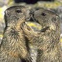 Daniel Robart - @lesavoyard073 - Twitter