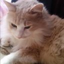 Lori Trent - @LoriLtrent40 - Twitter