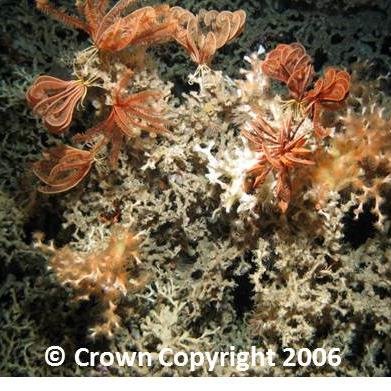 Bringing together multidisciplinary researchers working in the deep-sea all over the world.