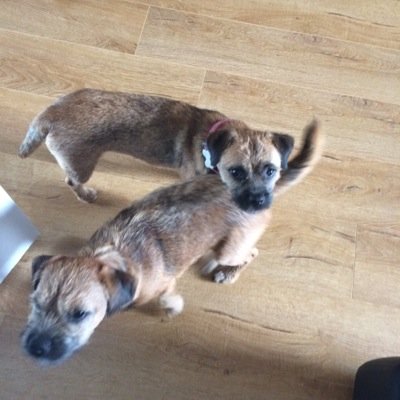 btterrierists's profile picture. 