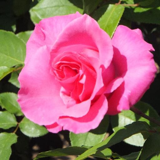 sufure's profile picture. 