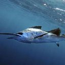 Kevin Brett  - @kevinbrett5 - Twitter