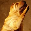 Награды  ...  Дизайн интерьера, одежды, ландшафтный, WEB -дизайн и т.п. .  ...  канд-т ... Сурдопедагог