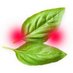 Basil Blush (@basilicum_rubor) Twitter profile photo Basil Blush (@basilicum_rubor) Twitter profile photo