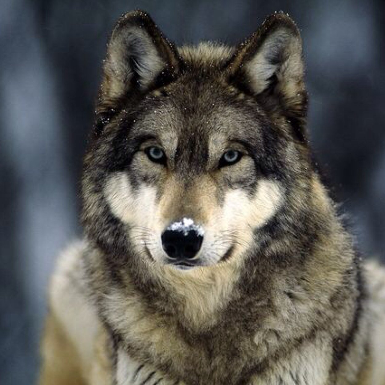 Wolf_Leader's profile picture. Xbox live gamer tag: UndampedAphid7 Steam account: Wolf Leader YouTube: Bayou Gaming