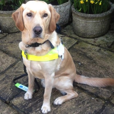My name's Woody. I'm a 7-year-old Guide Dog & registered PAT Dog. Live with my owner. Love my job, supporting others, making music, runs, my friends & fuss!!
