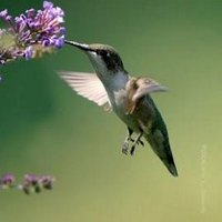 princesadelguisante (@pguisante2015) 's Twitter Profile