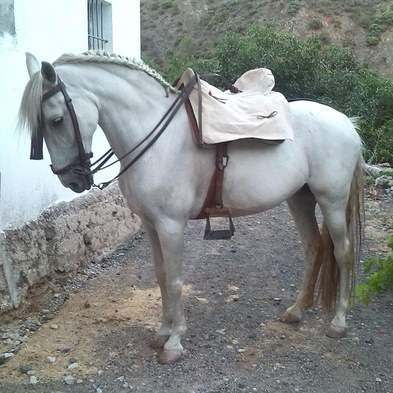 18.yunquerano. aficionado al mundo del motor, caballista y componente de @bctyunquera