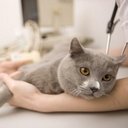 Stuart Fitzgerald - @catvetIRE - Twitter