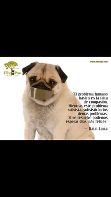 helpanimals1010's profile picture. Animal es la persona que maltrata no el animal indefenso que no puede defenderse ⛔Stop this!