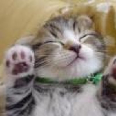 癒し系動物大集合 Animal Iyasi Twitter 癒し系動物大集合 Animal Iyasi Twitter