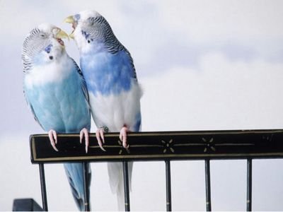 ansarimunna2014's profile picture. 