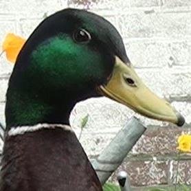 DuckSummit's profile picture. #FollowBack #YouTuber http://t.co/8dUEWW32Z8