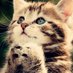 fari (@farahsheikh53) Twitter profile photo