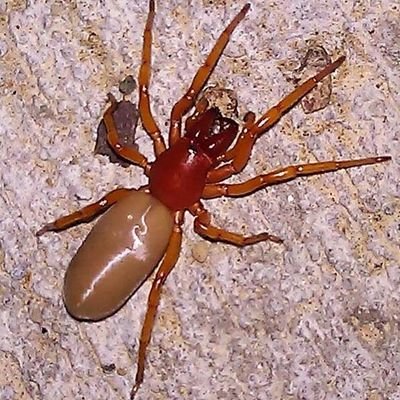 If you want a spider identified, I'm the man for the job!
