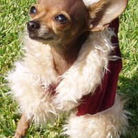 Lupe (@louspaws) 's Twitter Profile