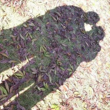 憧れるカップルについてツイートしています。憧れたらツイートお願いします。