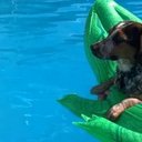 mark yancey - @lunadog69 - Twitter