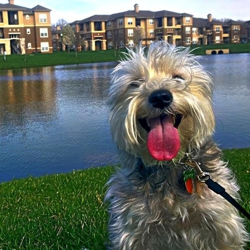 Hi! I'm a dog! My owners think I'm mostly #Schnauzer but all #Merp. I'm also pretty sure I'm a model.