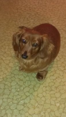 1puppymom's profile picture. stay at home puppy mom