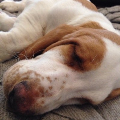 i am  @clivethebasset,s brother , always happy and tail wagging