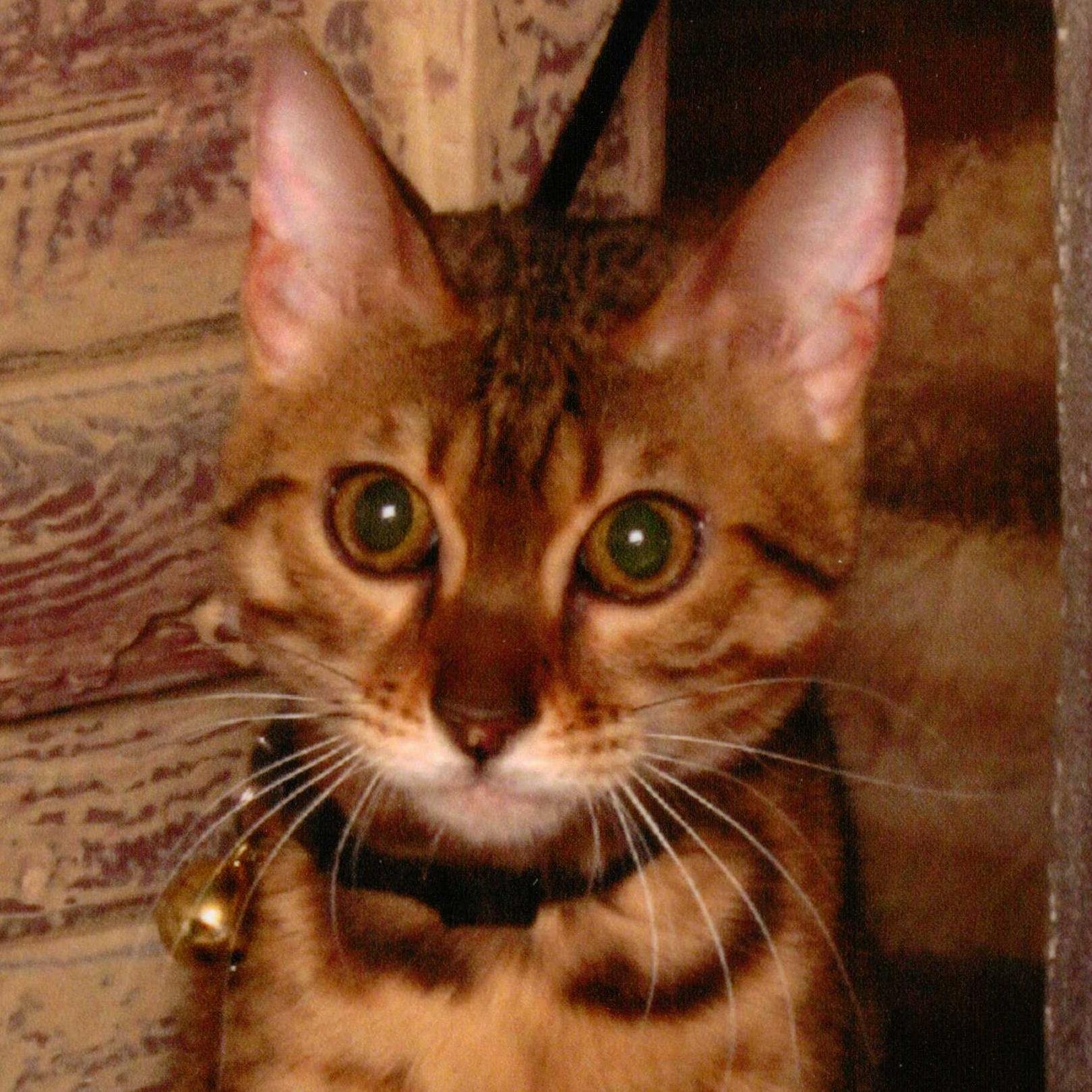 We sell items for cats, kittens and the people who care for them. Like us on Facebook: http://t.co/Xws8w3oMbi