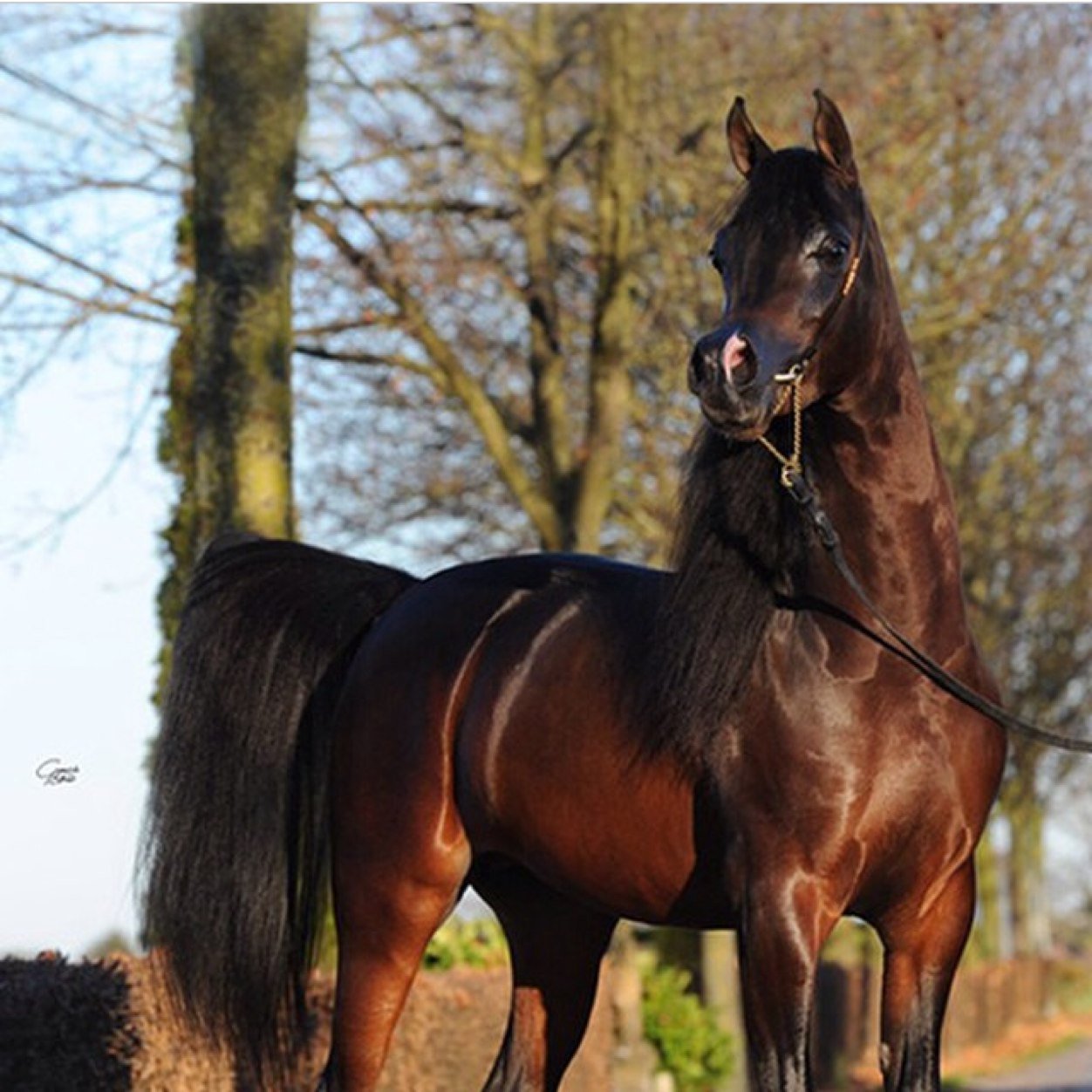 Equestrains are better