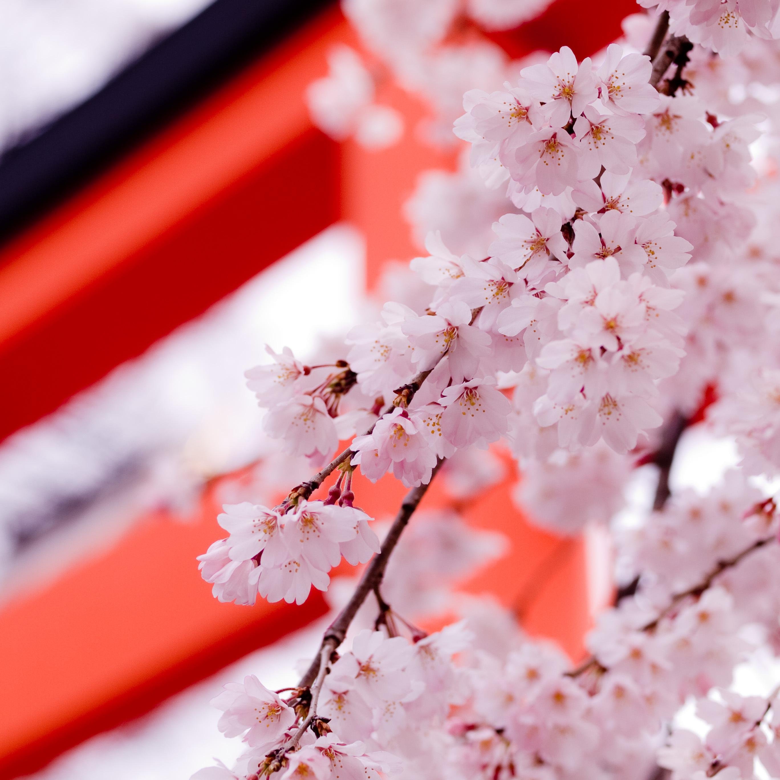 _Elianade's profile picture. 