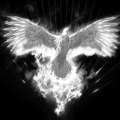 Phoenix Promotions is a fresh new Professional Boxing Promotion Company Based in Scotland....