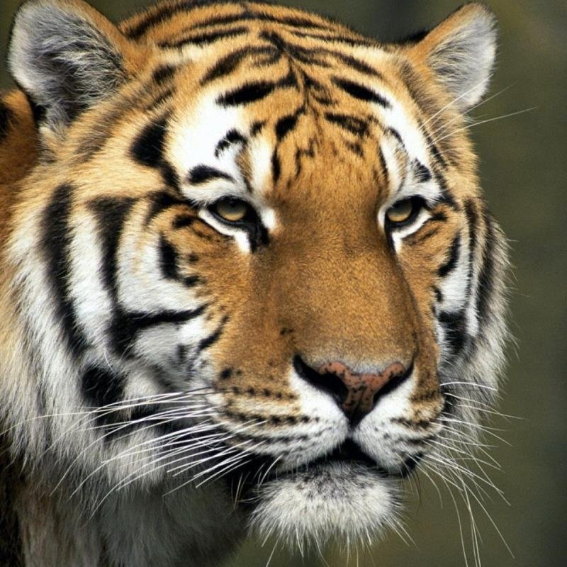 cochran_sheryl's profile picture. Elementary Principal