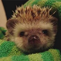 e n a ... (@e_pipicho) 's Twitter Profile