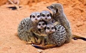 peca3900's profile picture. 