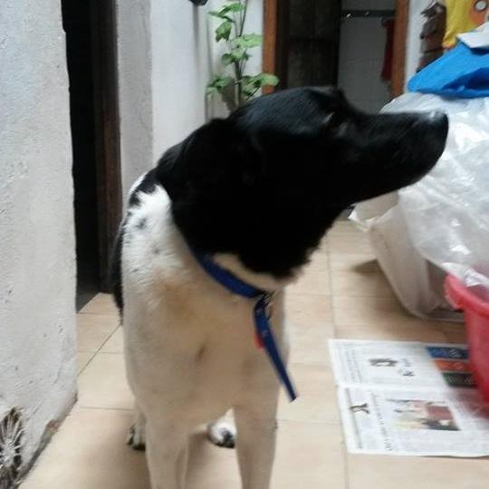 Mamá de Ulises y Ofelia 🐶🐶 Bolso a muerte 💙🤍❤. Mate amargo, otro no hay. URUGUAY NOMA !!!! 🇺🇾🇺🇾🇺🇾