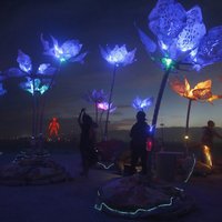 Pulse & Bloom (@pulsebloom) 's Twitter Profile