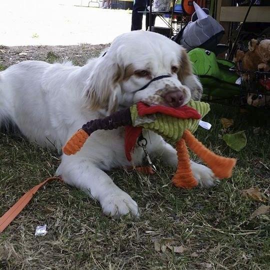 Unleash your Inner Hound!! Hound's Quarry is your Headquarters for a large variety of dog toys, treats, Tack, Hurtta, wire dog art and Specialty Pet Products.